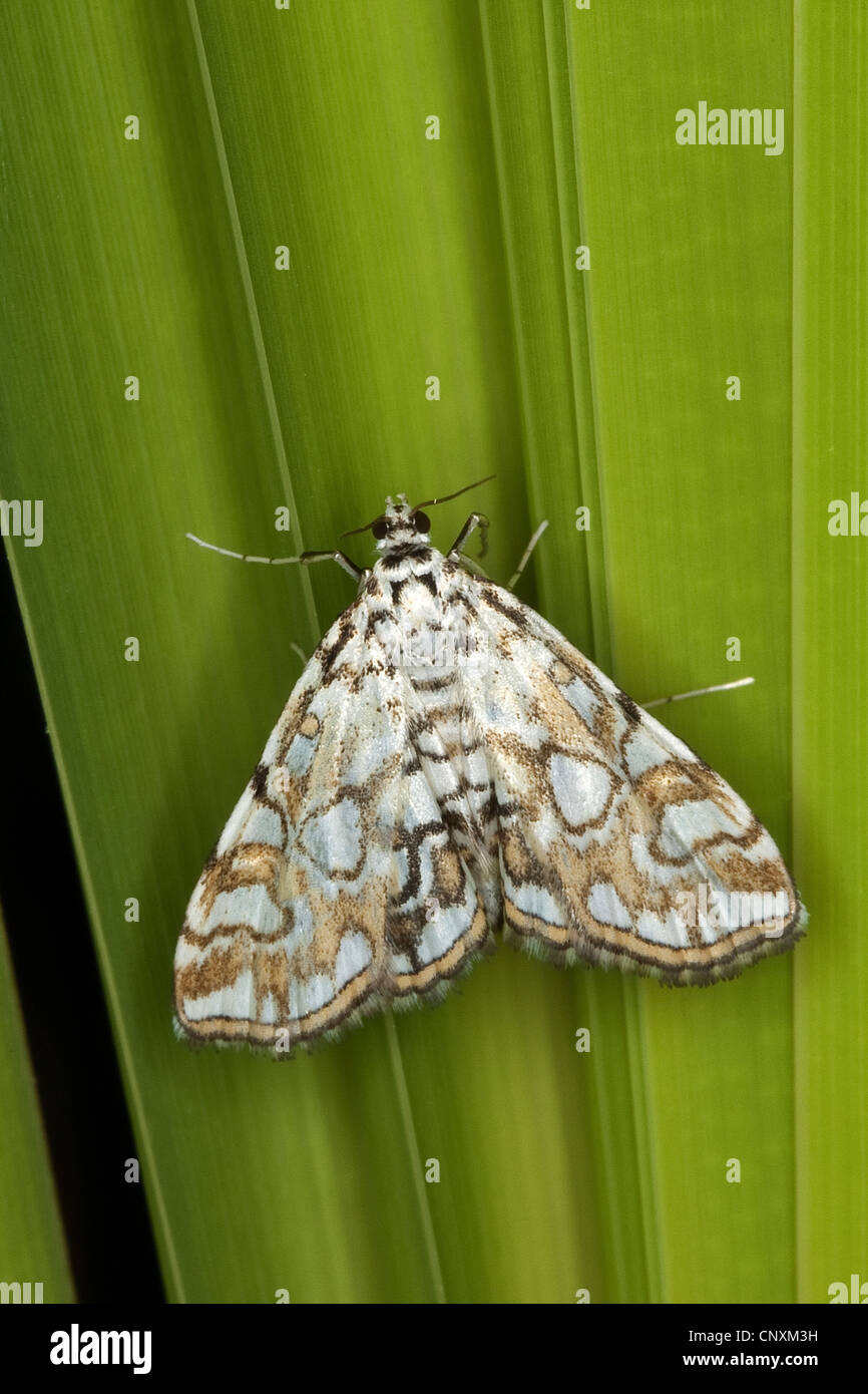 Braun China-Marke Nachtfalter, braune China-Mark (Nymphula Nymphaeata, Elophila Nymphaeata), sitzt auf einem Blatt, Deutschland Stockfoto