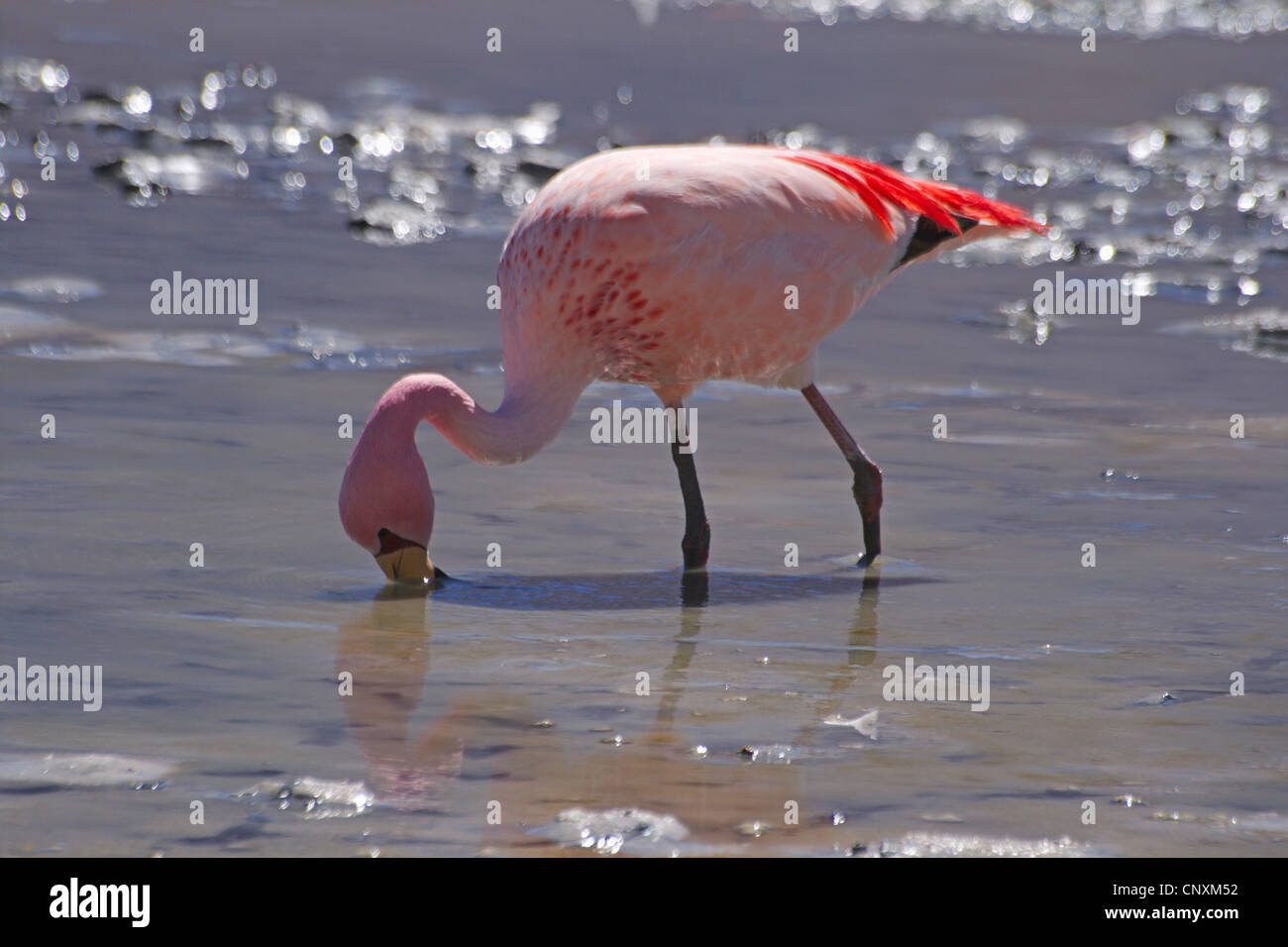 Jamess Flamingo, Puna Flamingo (Phoenicopterus Jamesi), auf die Einspeisung in die Hedionda See, Bolivien, Anden Stockfoto