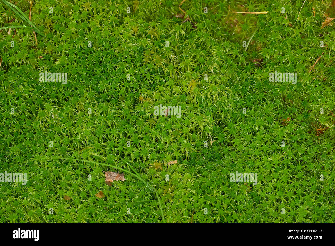 Torfmoos (Sphagnum spec.), grüne Torfmoos, Deutschland Stockfoto