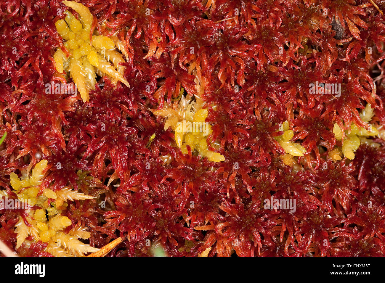 Torfmoos (Sphagnum spec.), rote und gelbe Torfmoos, Deutschland Stockfoto