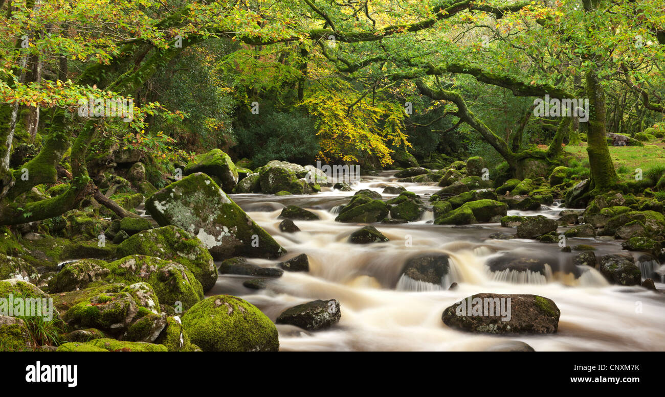 Fluß Plym fließt durch Dewerstone Wood, Dartmoor, Devon, England. Herbst (Oktober) 2011. Stockfoto