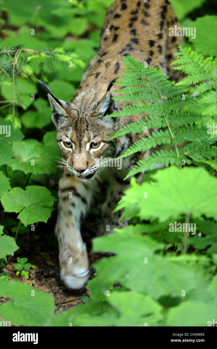 Eurasischer Luchs (Lynx Lynx), schleicht sich im Gebüsch, Deutschland, Bayern, Nationalpark Bayerischer Wald Stockfoto