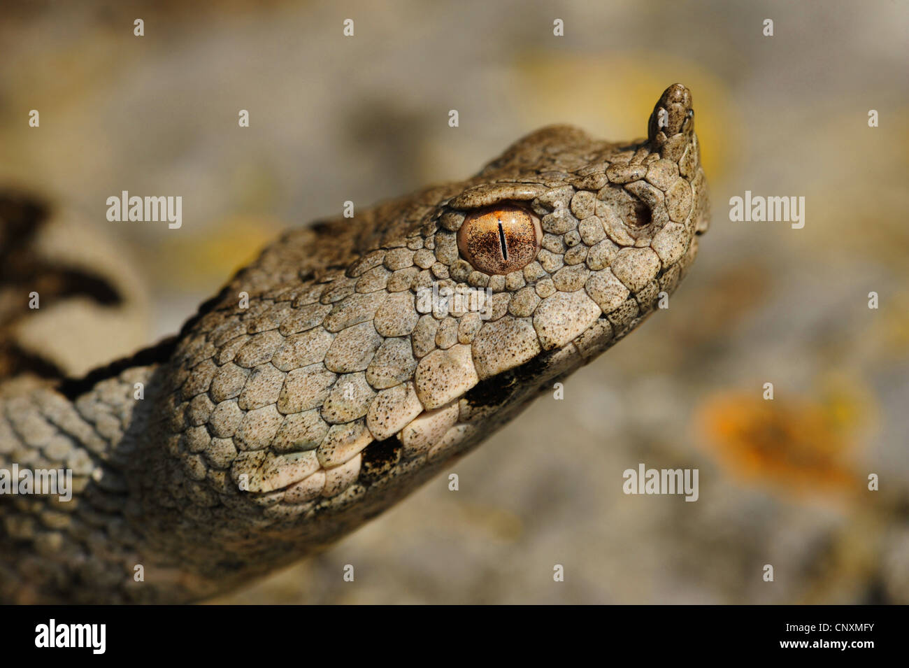 Sand Viper, Nase-gehörnte Viper (Vipera Ammodytes), seitliche Porträt, Kroatien Stockfoto