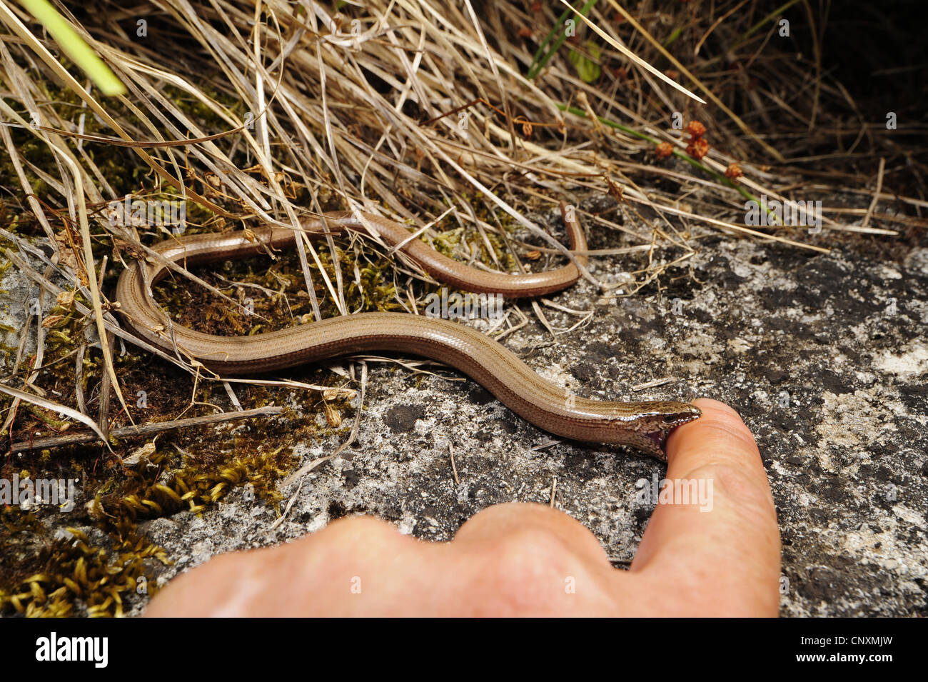Europäische Blindschleiche, Blindworm Blindschleiche (geschiedenen Fragilis), sitzt auf Felsen beißen in einen Finger ausgestreckt, Kroatien, Istrien Stockfoto