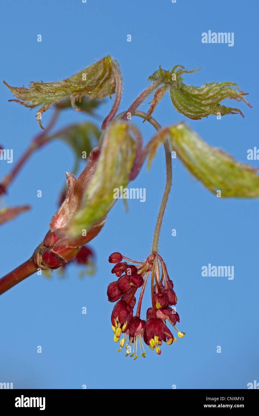 Blut-Johannisbeere, rote Blume Johannisbeeren, rot blühende Johannisbeere (Ribes Sanguineum), blühen Stockfoto