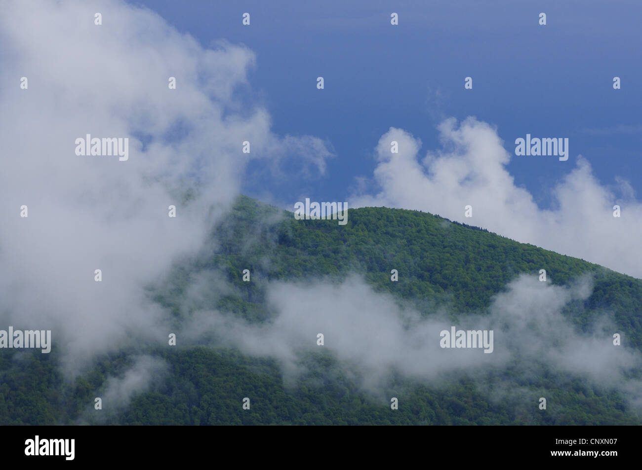 bewaldeten Berghang unter Wolken, Slowenien, Soca-Tal, Stol Stockfoto