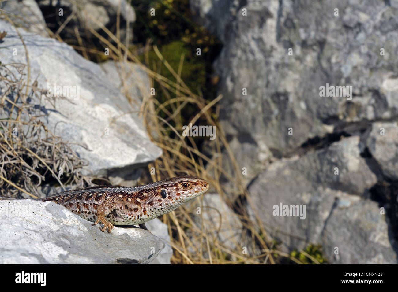 Zauneidechse (Lacerta Agilis, Lacerta Agilis Bosnica), Weiblich, Kroatien, Velebit Stockfoto