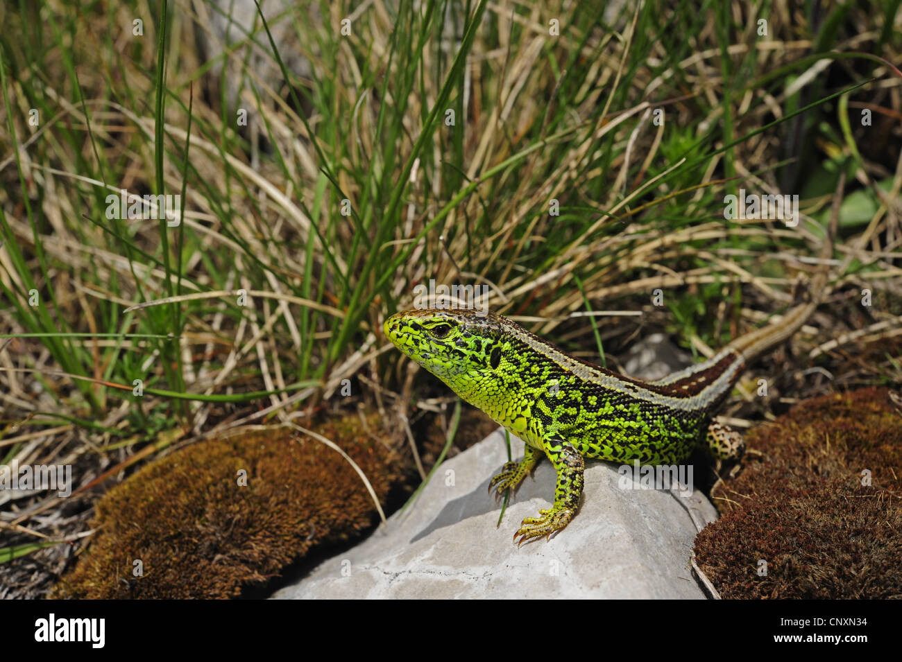 Zauneidechse (Lacerta Agilis, Lacerta Agilis Bosnica), Männlich, Kroatien, Naturpark Velebit Stockfoto