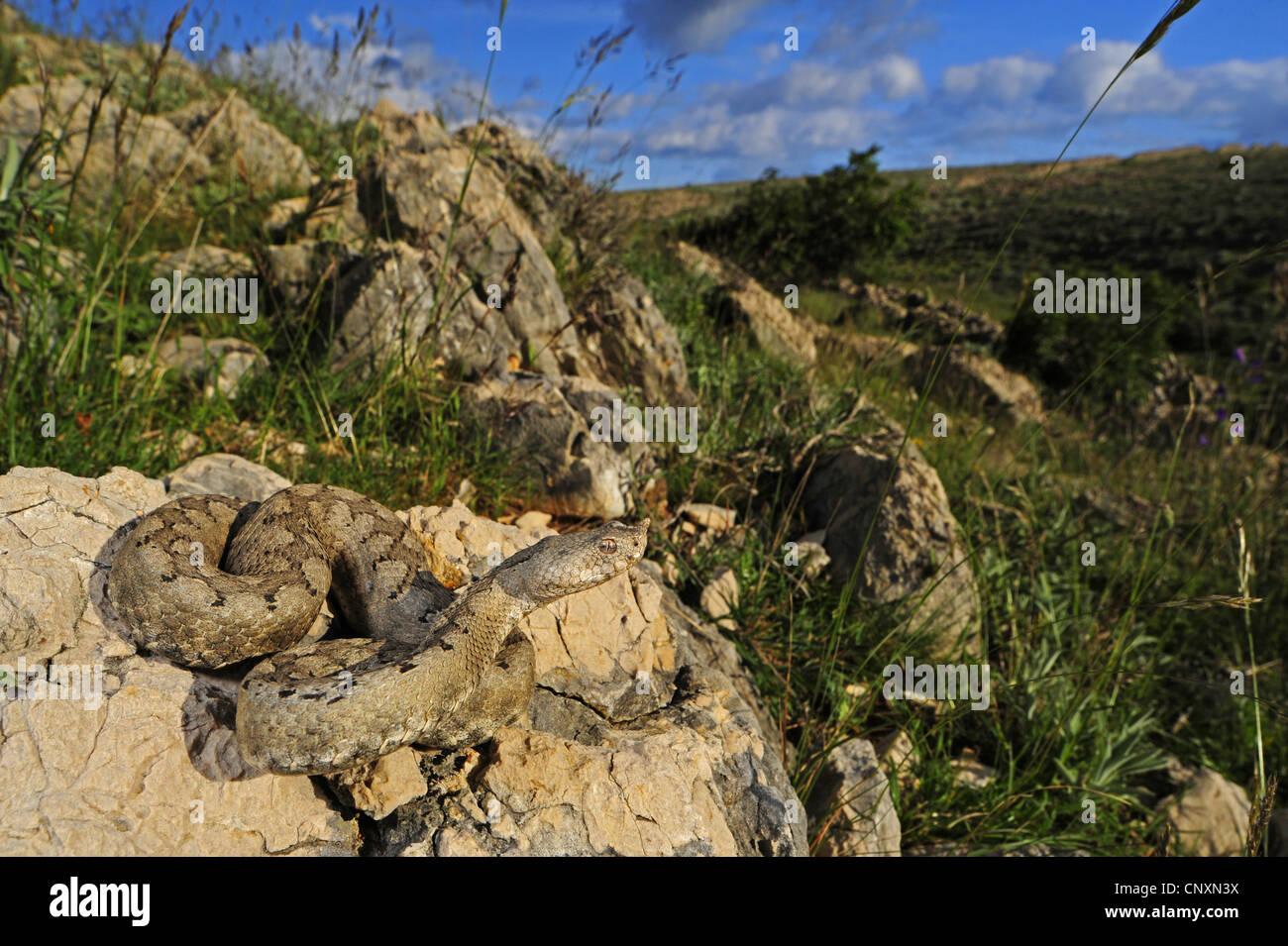 Sand Viper, Nase-gehörnte Viper (Vipera Ammodytes), Weiblich, Kroatien, Pag Stockfoto