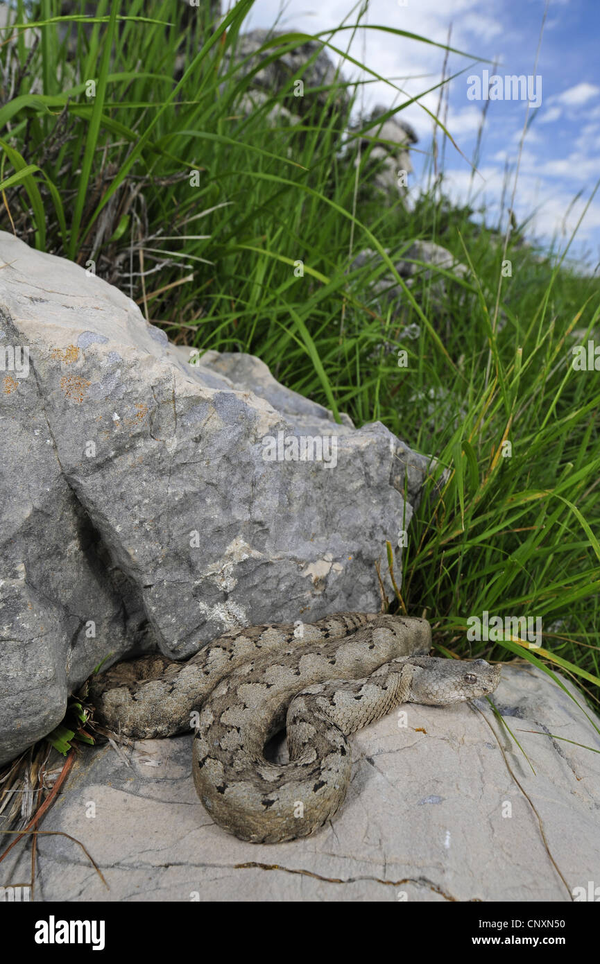 Sand Viper, Nase-gehörnte Viper (Vipera Ammodytes), liegend auf einem Felsen, Kroatien, Pag Stockfoto