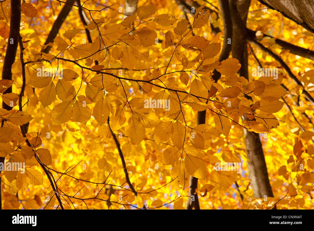 Rotbuche (Fagus Sylvatica), Zweige mit Herbst Blätter, Deutschland, Bayern Stockfoto