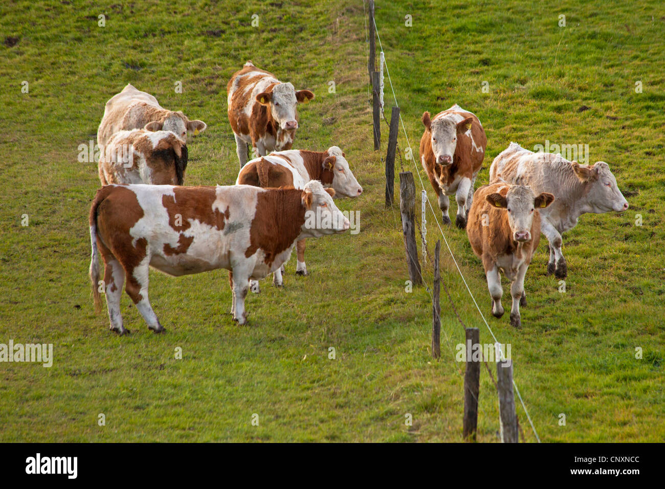 Hausrind (Bos Primigenius F. Taurus), zwei Herden steht Vis à Vis an einen Zaun, Deutschland, Bayern Stockfoto
