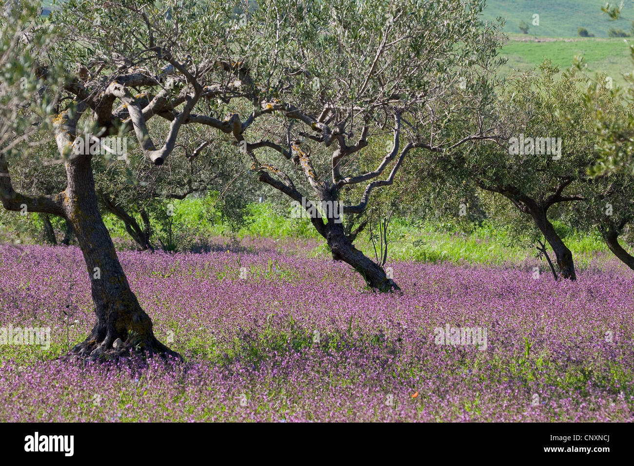 Olivenbaum (Olea Europaea SSP. Sativa), Olive Grove, Italien Stockfoto