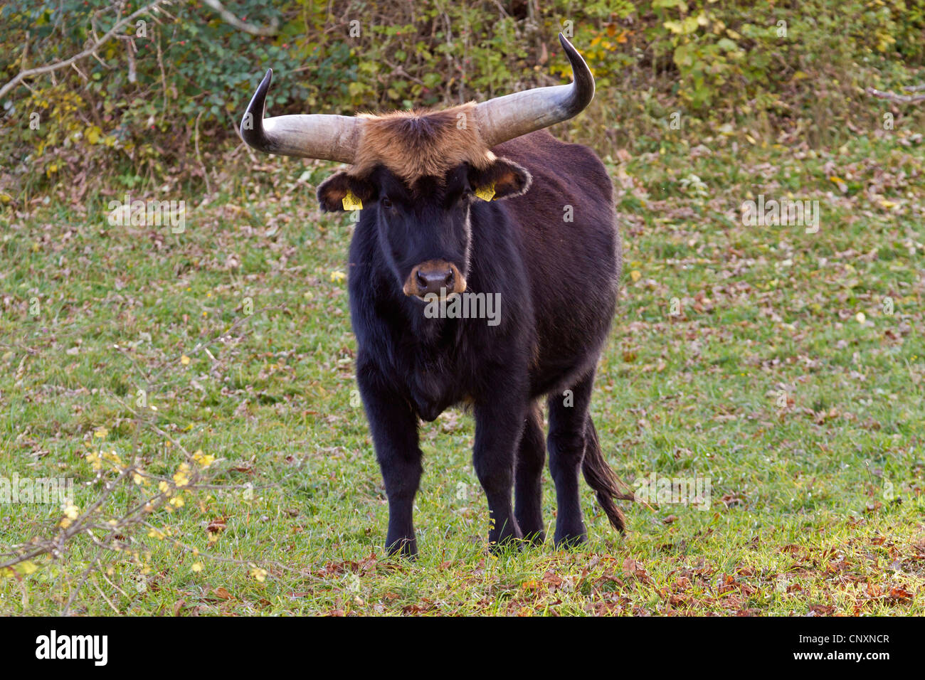 Auerochsen (Hausrind) (Bos Taurus, Bos Primigenius), Heck Bull stehen in einer Wiese, Deutschland, Bayern Stockfoto