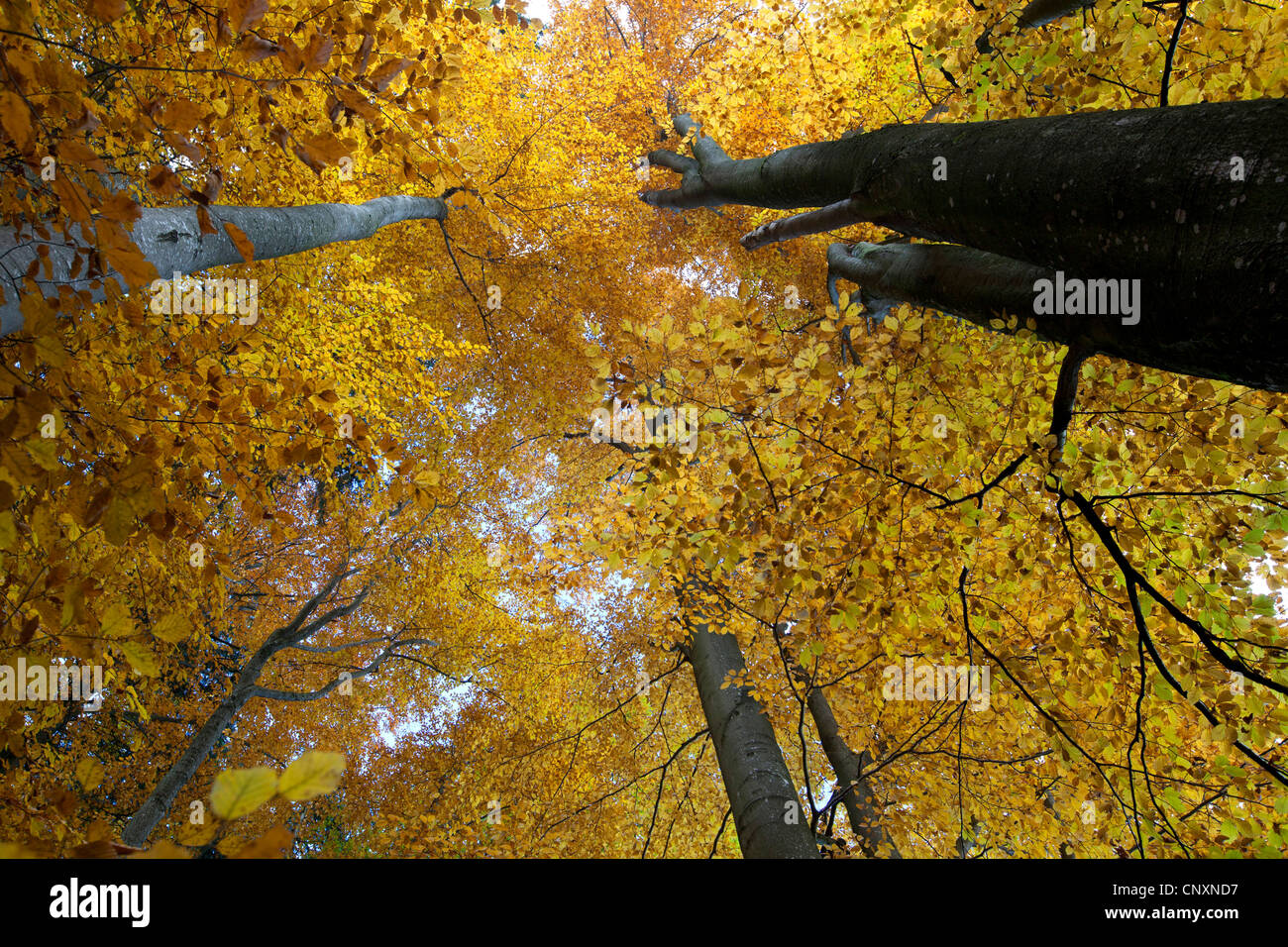 Rotbuche (Fagus Sylvatica), im Herbst, Deutschland, Bayern Stockfoto