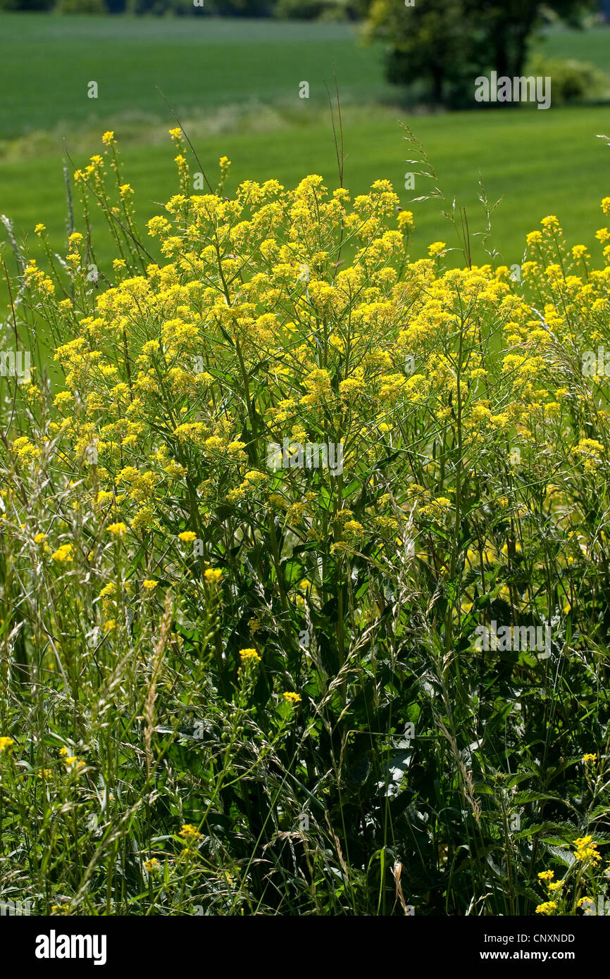 Hügel, Senf, warziger Kohl, türkische Rakete, türkische Wartycabbage (Bunias Orientalis), blühen, Deutschland Stockfoto