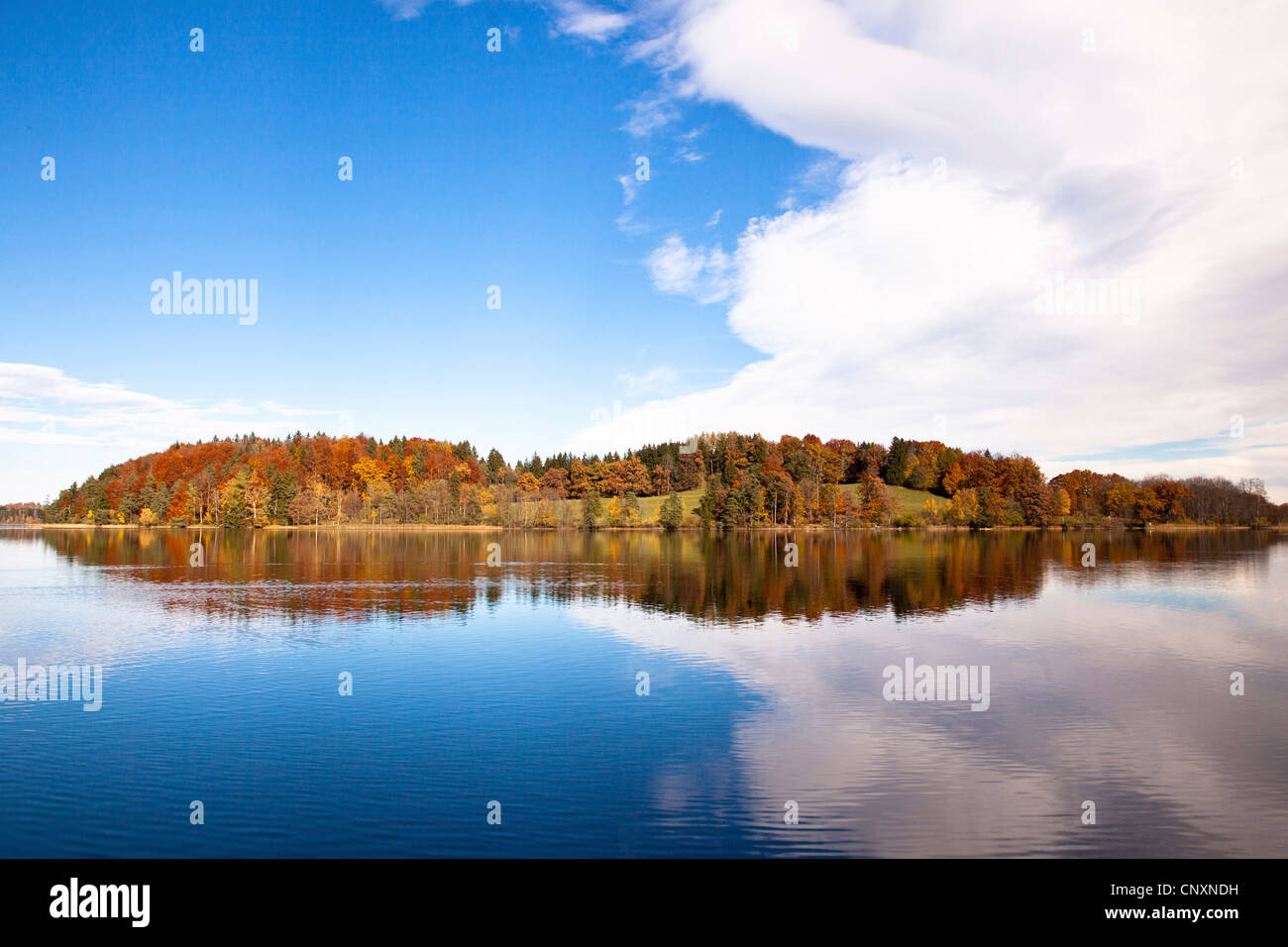 herbstlichen Wald auf der Insel Wörth, Deutschland, Bayern, Staffelsee Stockfoto