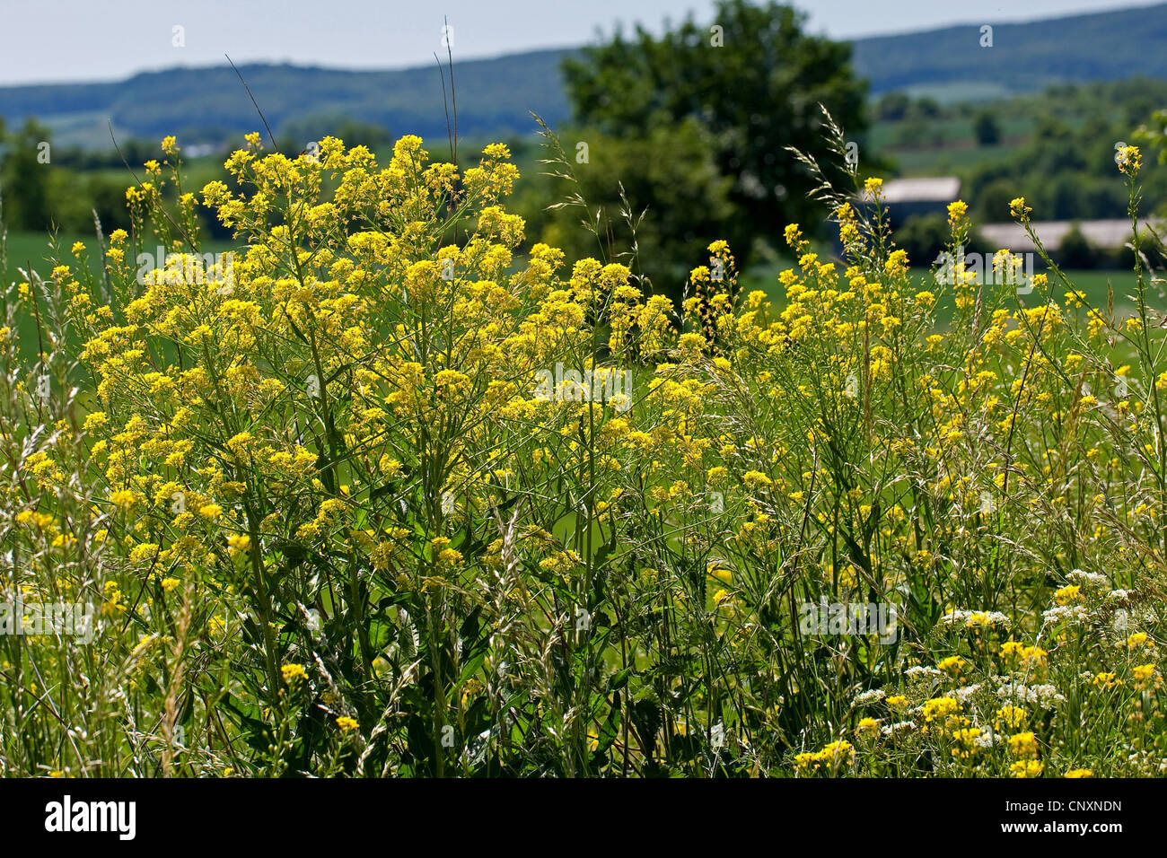 Hügel, Senf, warziger Kohl, türkische Rakete, türkische Wartycabbage (Bunias Orientalis), blühen, Deutschland Stockfoto