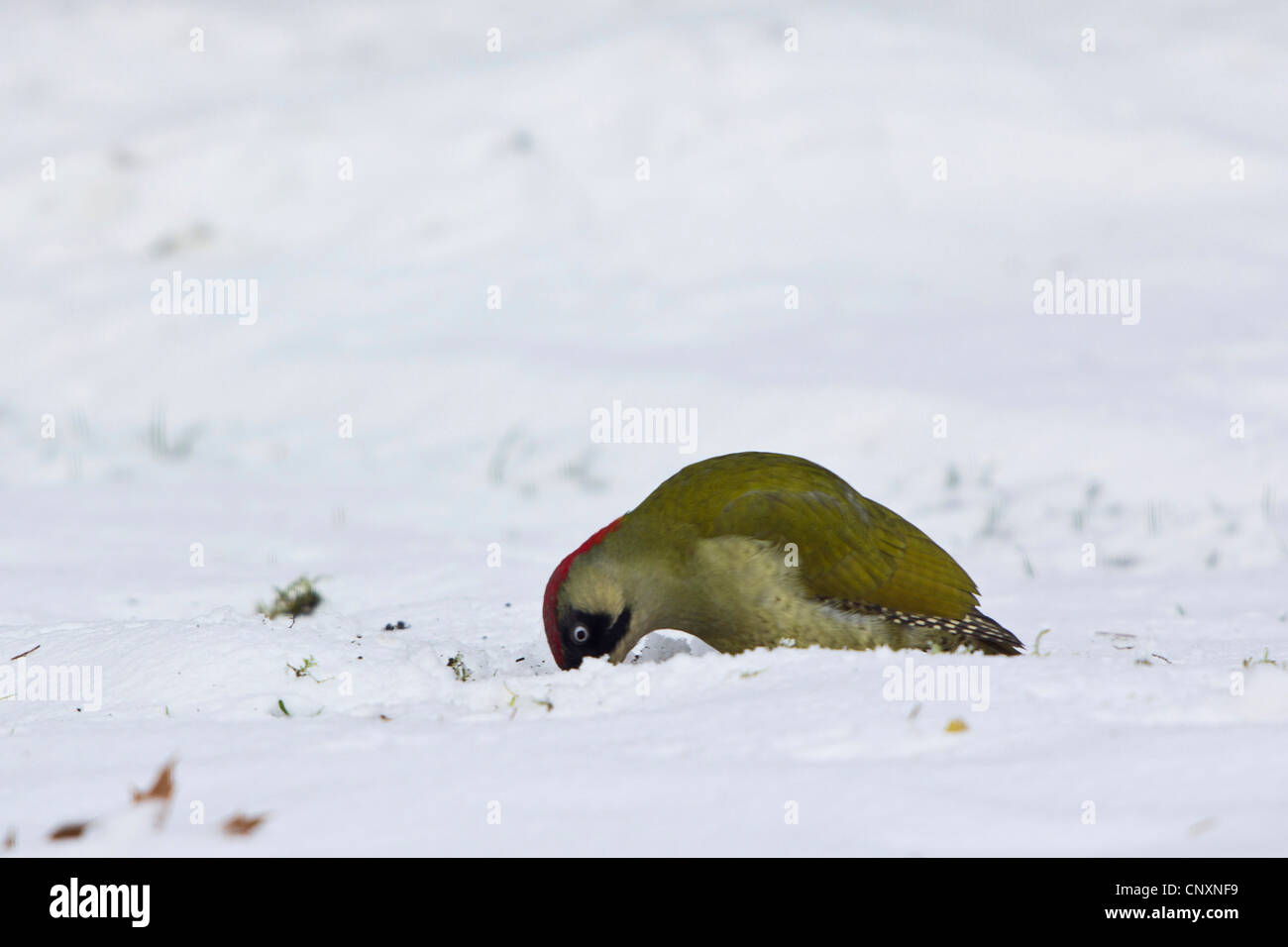 Grünspecht (Picus Viridis), auf der Suche nach Ameisen im Schnee bedeckt, Wiese, Deutschland, Bayern, Isental Stockfoto