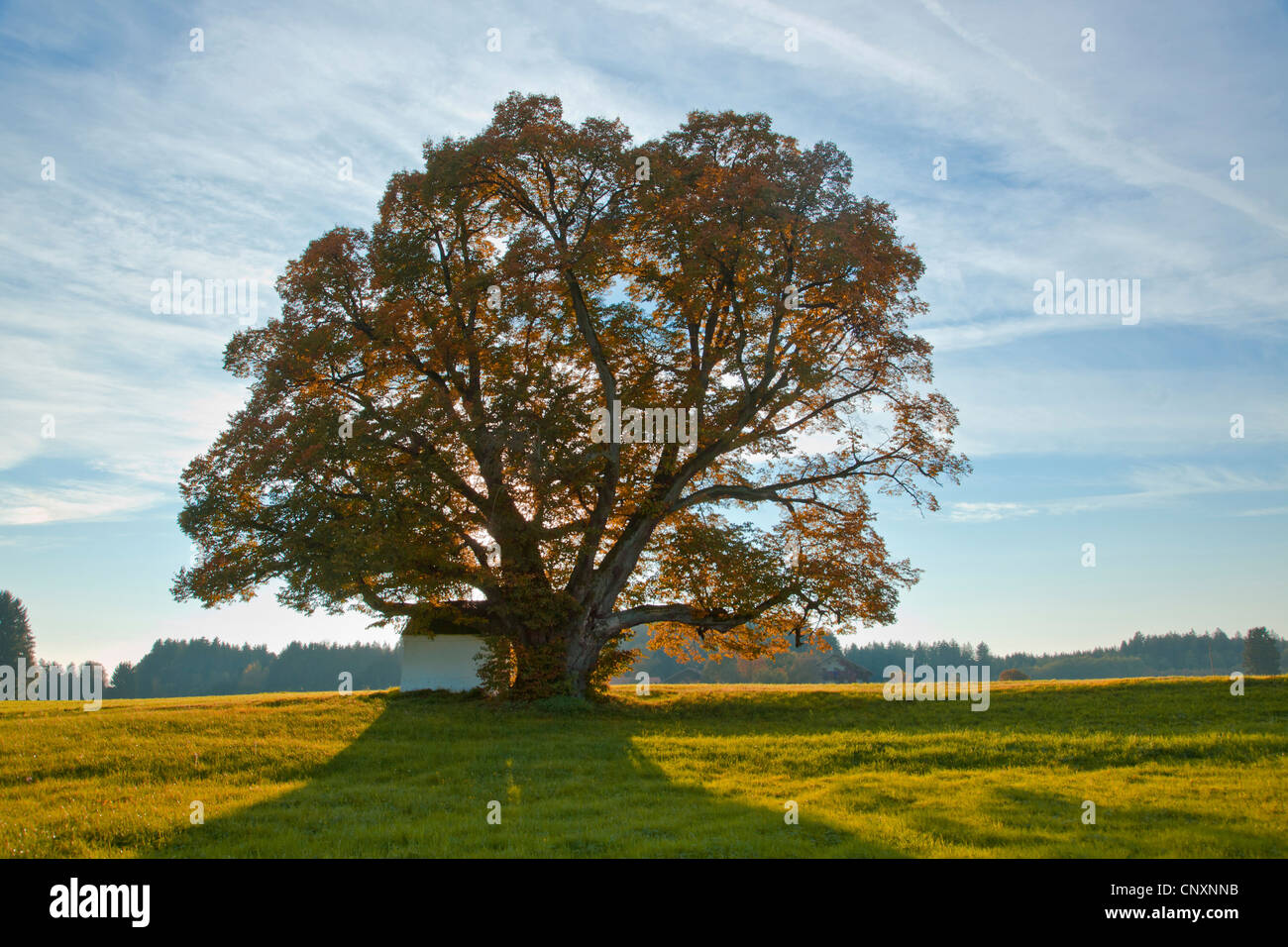 kleinblättrige Linde, Littleleaf Linden, kleines Blatt Linde (Tilia Cordata), 500 Jahre alte Linde Baum mit Kirche der Jungfrau Maria in Herbst, Deutschland, Bayern Stockfoto