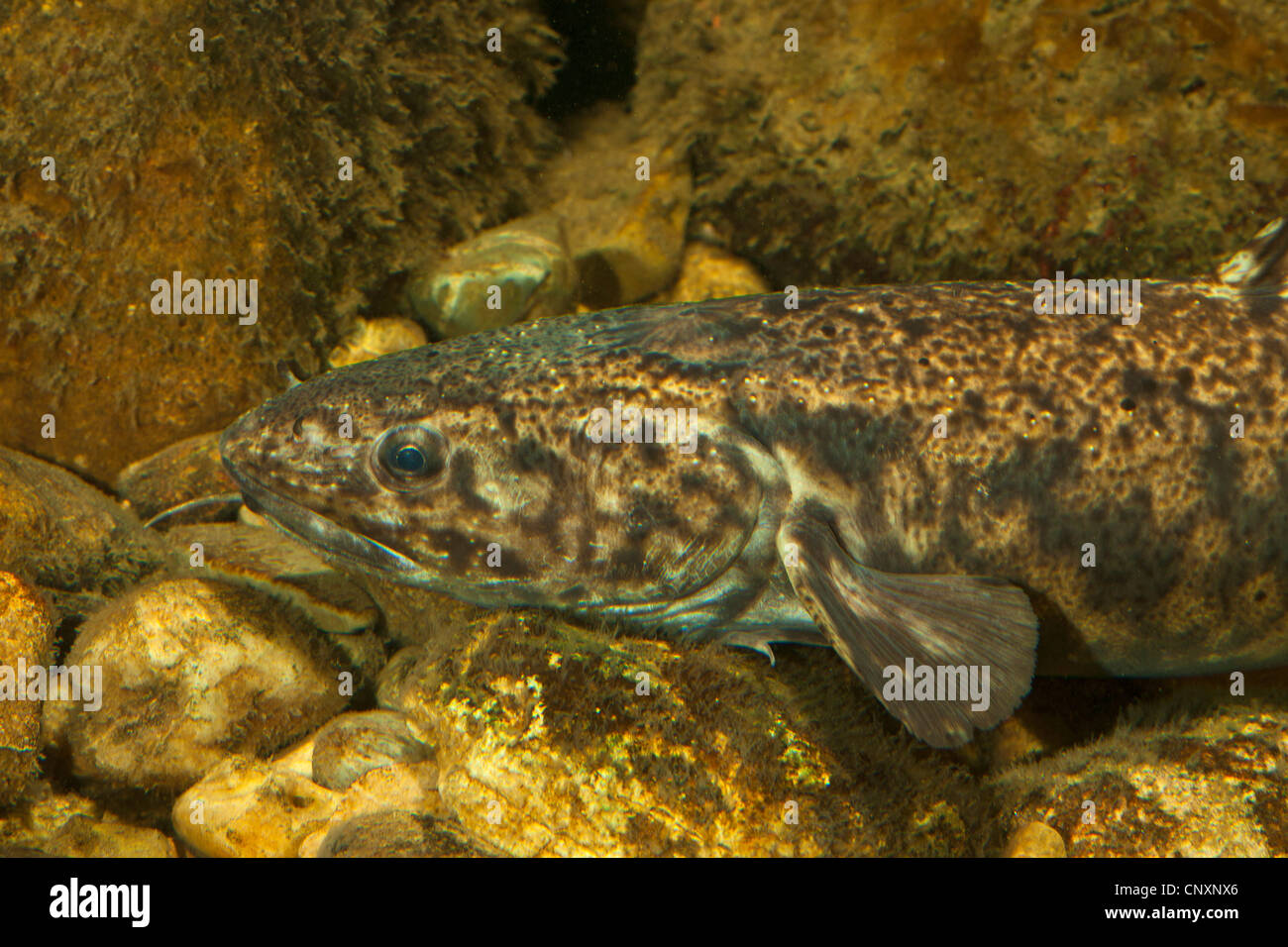 Quappe (Lota Lota), Porträt, Deutschland, Bayern, Danube ...