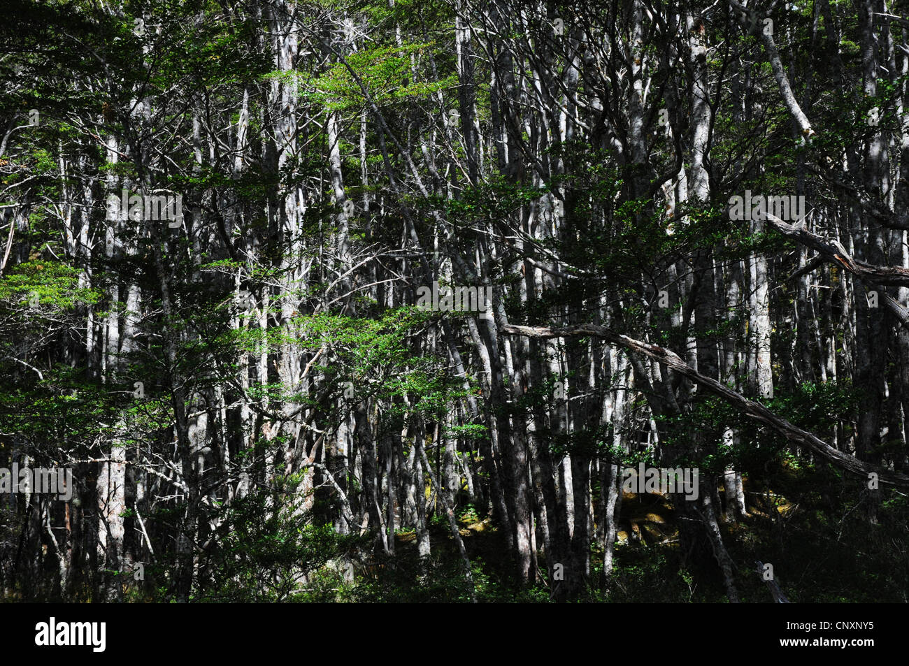 Baumstämme dicht gemustert mit grünen Blättern, Ainsworth Bucht, Feuerland, Chile Stockfoto