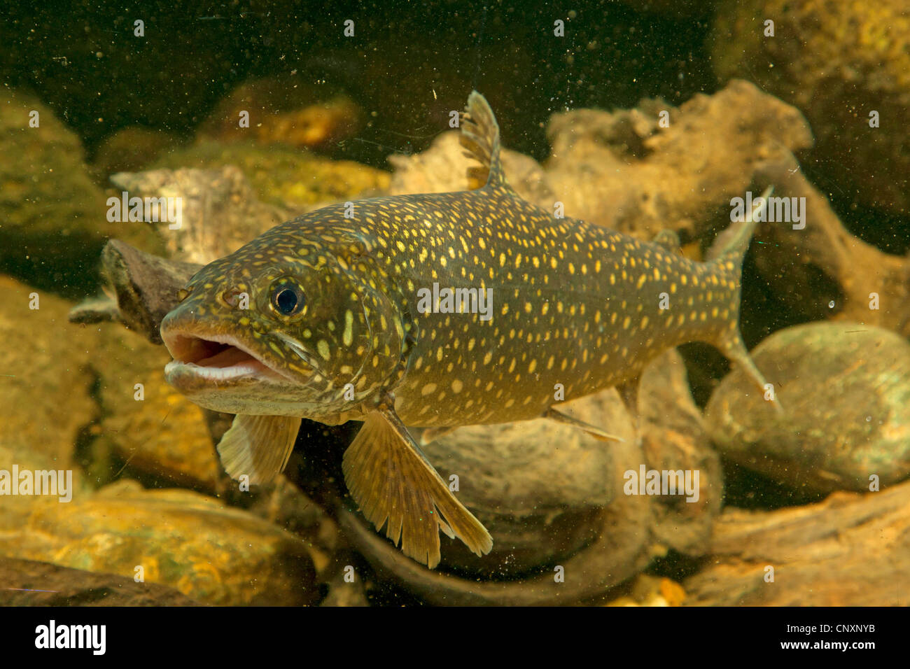 Amerikanische Seeforelle, große Seeforelle, Seeforellen (Namaycush Fischerei) Stockfoto