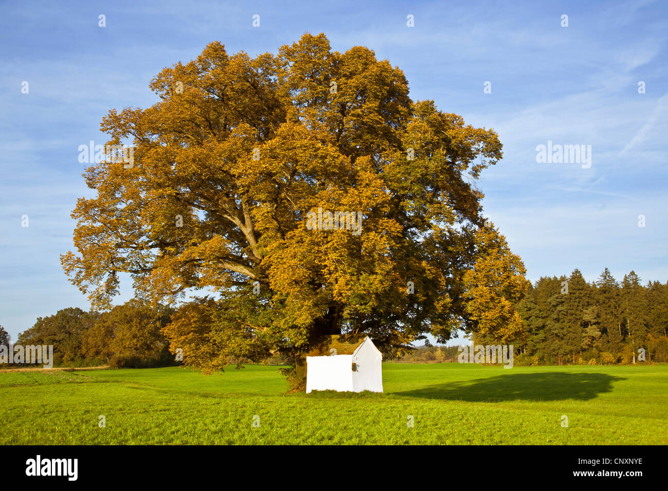 kleinblättrige Linde, Littleleaf Linden, kleines Blatt Linde (Tilia Cordata), 500 Jahre alte Linde Baum mit Kirche der Jungfrau Maria in Herbst, Deutschland, Bayern Stockfoto