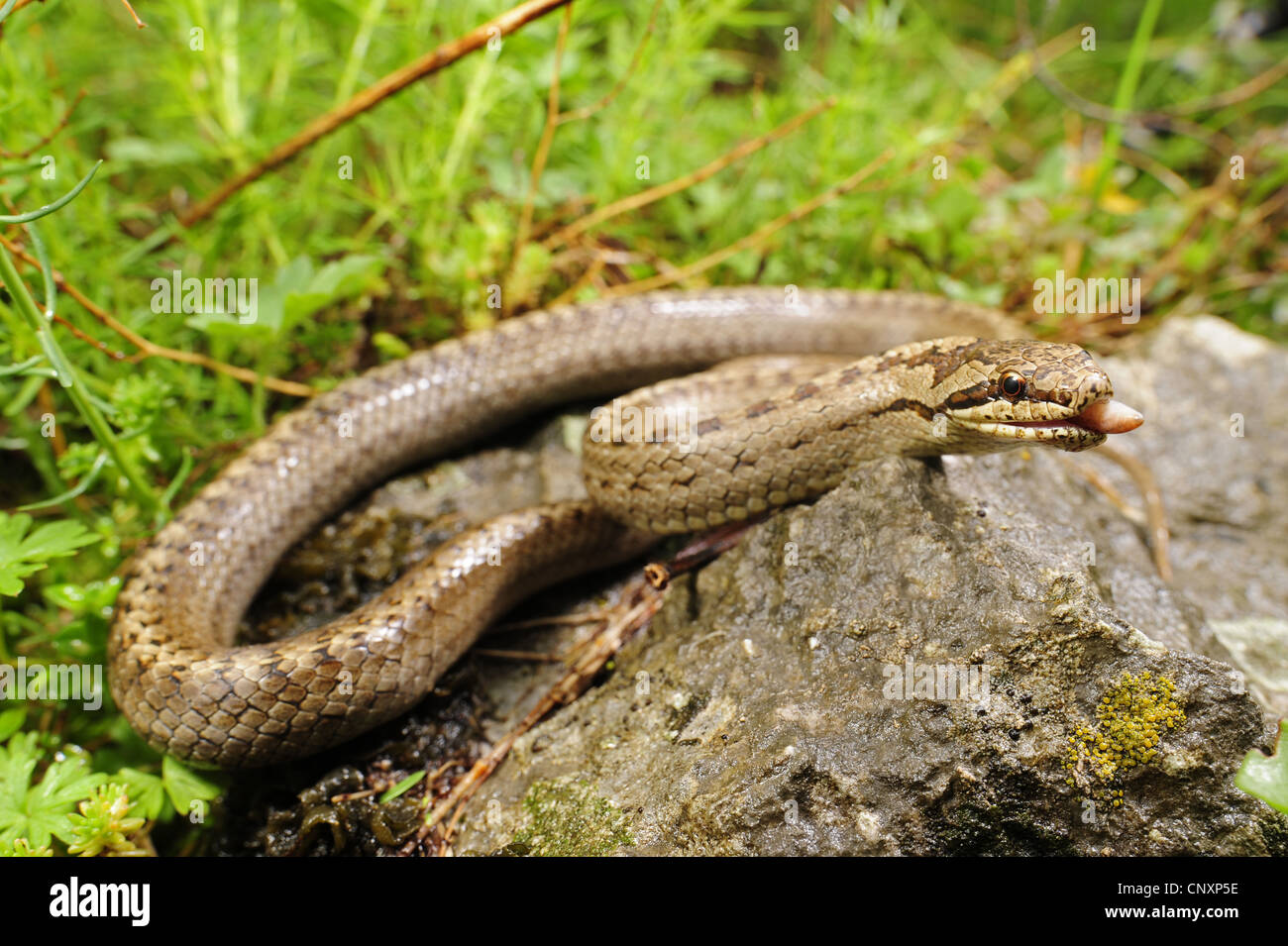 südlichen Schlingnatter, Bordeaux Schlange (Coronella Girondica), Fütterung auf eine Blindschleiche, Slowenien, Soca-Tal Stockfoto