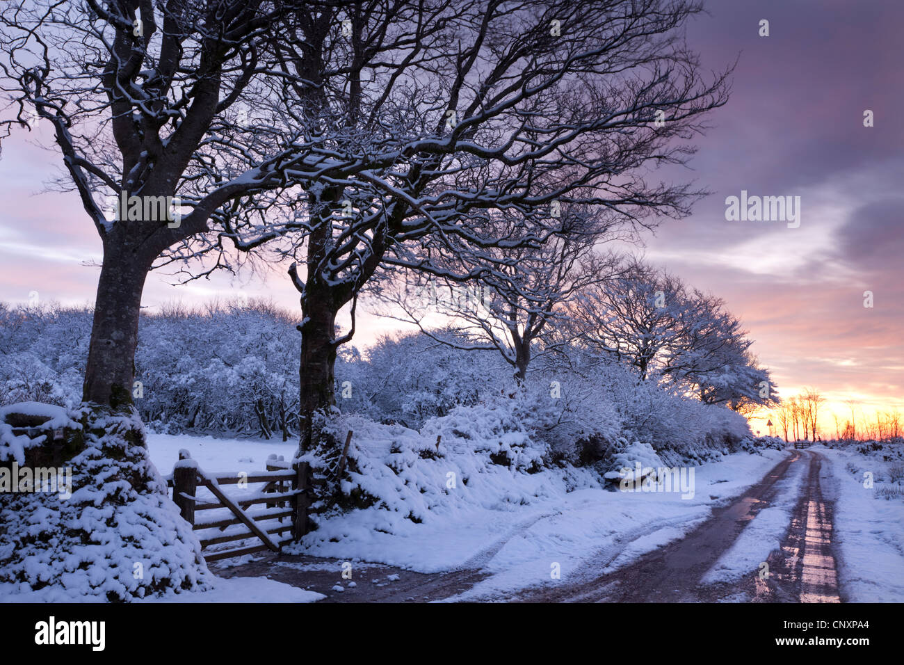 Schneebedeckte Bäume neben einer Landstrasse, Exmoor, Somerset, England. Winter (Januar) 2012. Stockfoto