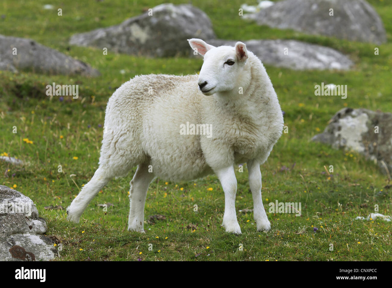 Hausschaf (Ovis Ammon F. Aries), Lamm auf einer Weide, Großbritannien, Schottland Stockfoto