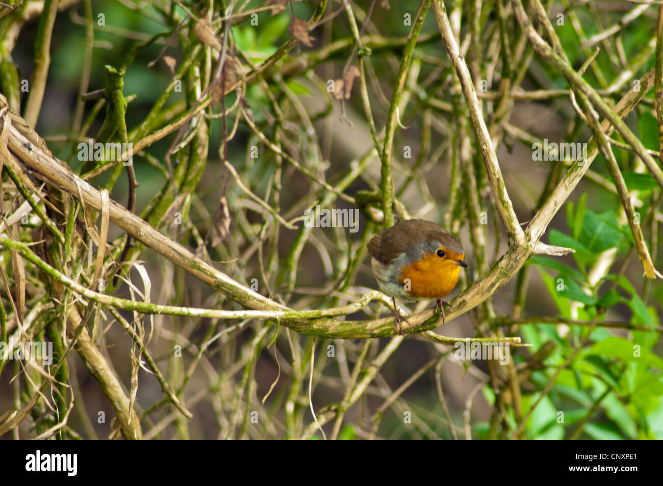 Robin im Frühjahr " Stockfoto