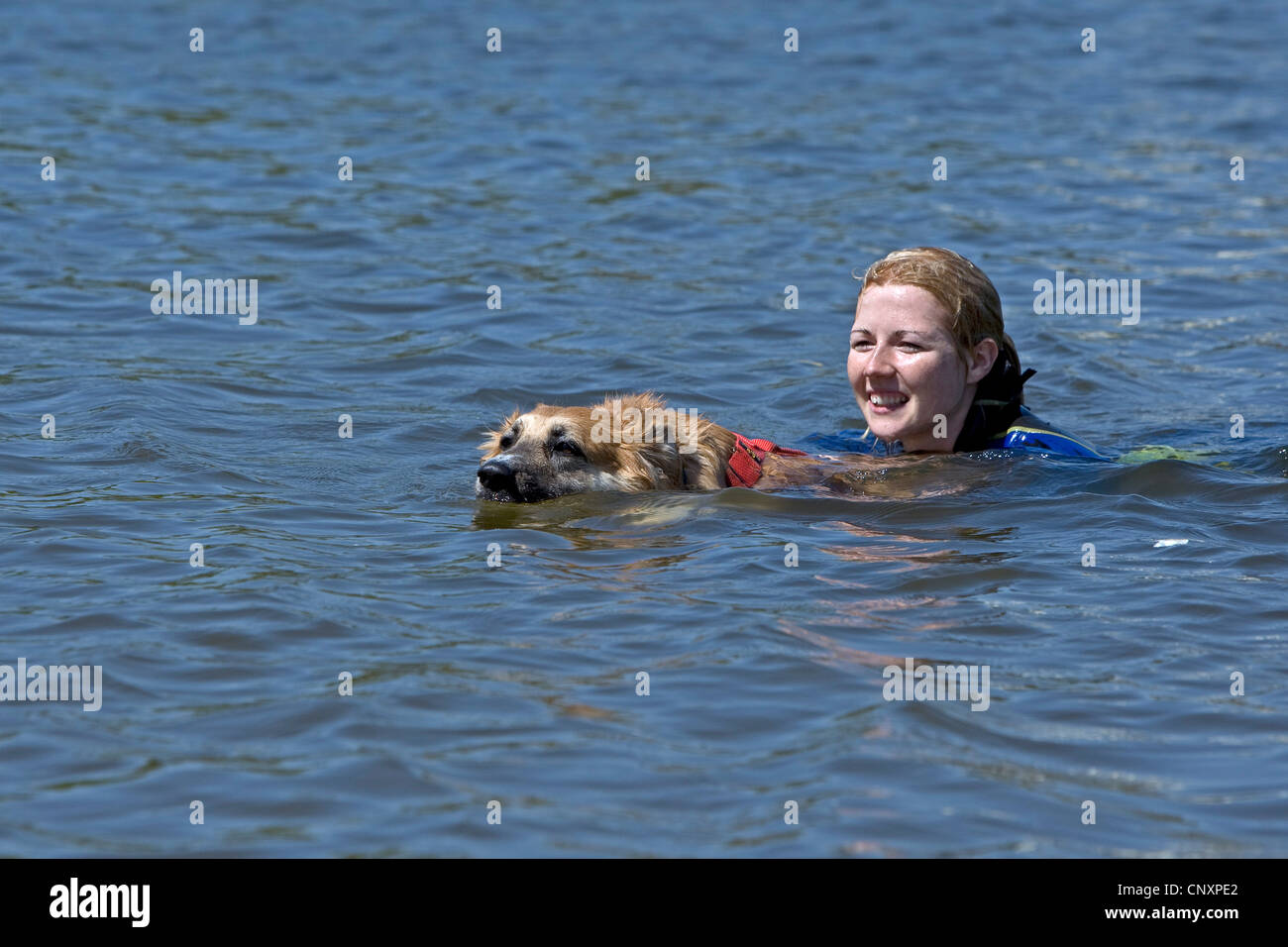 Rasse Hund (Canis Lupus F. Familiaris) gemischt, mit weiblichen Trainer Hund schwimmen zu retten Stockfoto