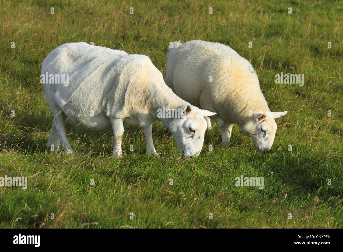 Hausschaf (Ovis Ammon F. Aries), zwei Schafe grasen auf einer Weide, Großbritannien, Schottland Stockfoto