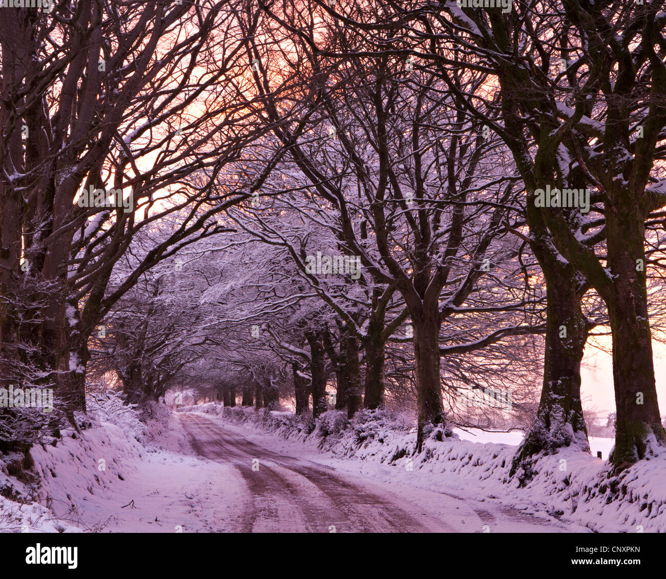Von Bäumen gesäumten Gasse im Schnee, Exmoor, Somerset, England. Winter (Januar) 2012. Stockfoto
