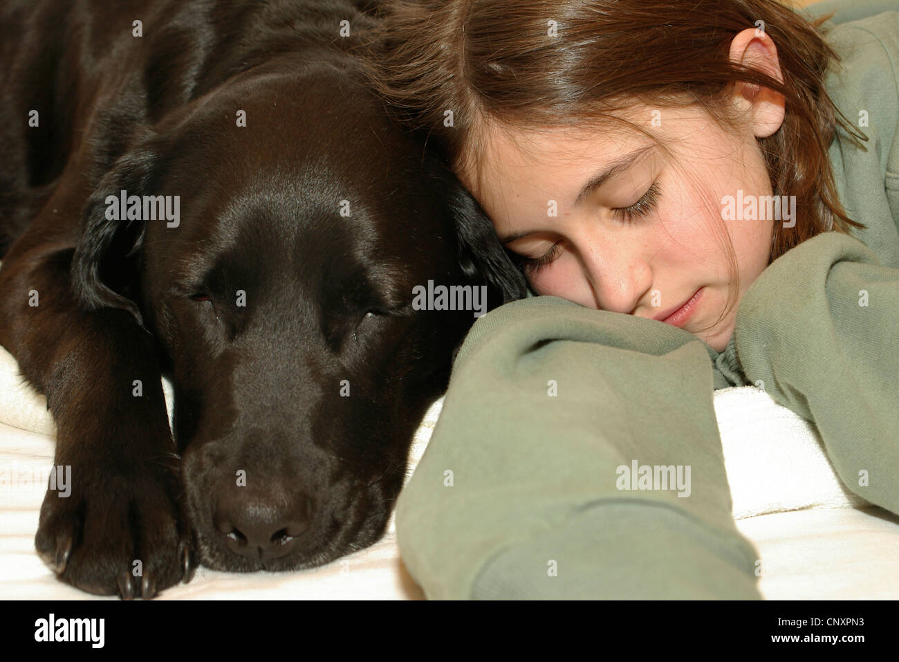 Labrador Retriever (Canis Lupus F. Familiaris), nächste Mädchen schlafen Stockfoto