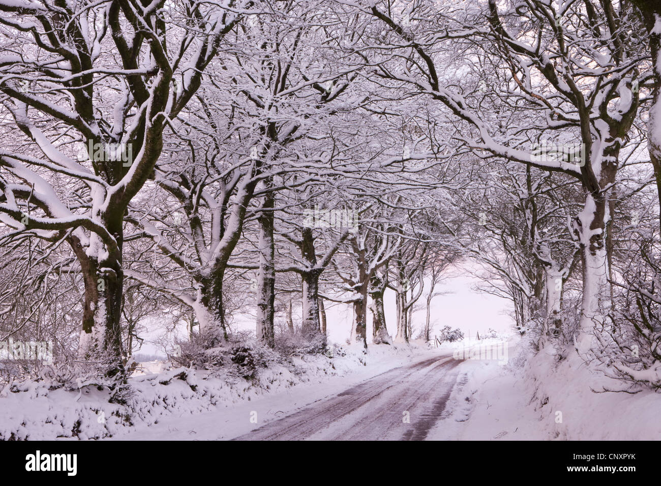 Von Bäumen gesäumten Landstrasse, beladen mit Schnee, Exmoor, Somerset, England. Winter (Januar) 2012. Stockfoto