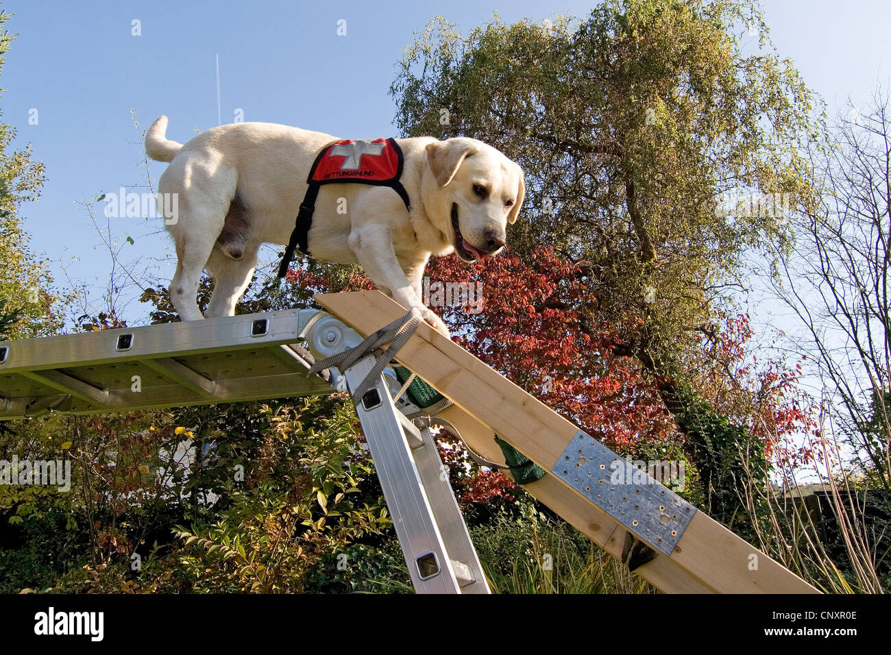 Labrador Retriever (Canis Lupus F. Familiaris), ein Aufstieg Stockfoto