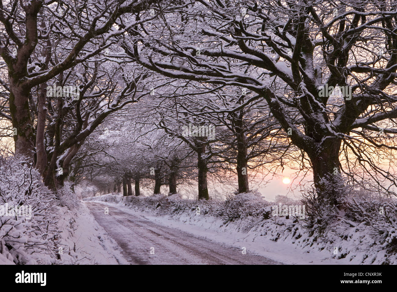 Von Bäumen gesäumten Landstrasse, beladen mit Schnee, Exmoor, Somerset, England. Winter (Januar) 2012. Stockfoto