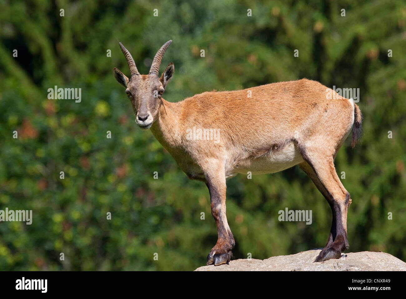 Alpensteinbock (Capra Ibex), stehend auf einem Felsblock Stockfoto