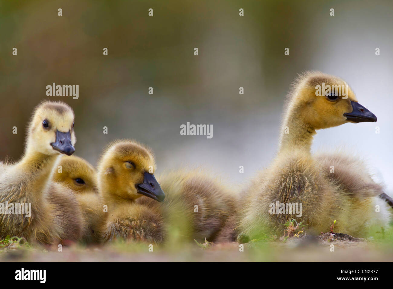 Kanadagans (Branta Canadensis), Küken, Deutschland, Nordrhein-Westfalen Stockfotografie - Alamy