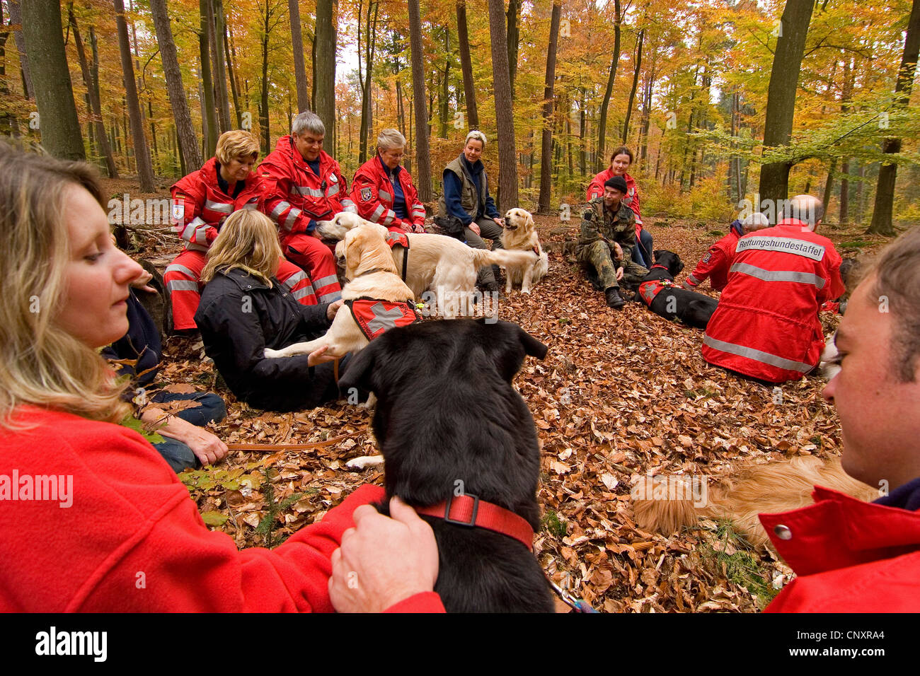 Haushund (Canis Lupus F. Familiaris), Einweisung der Trainer mit Such- und Rettungsmaßnahmen Hunde im herbstlichen Wald Stockfoto