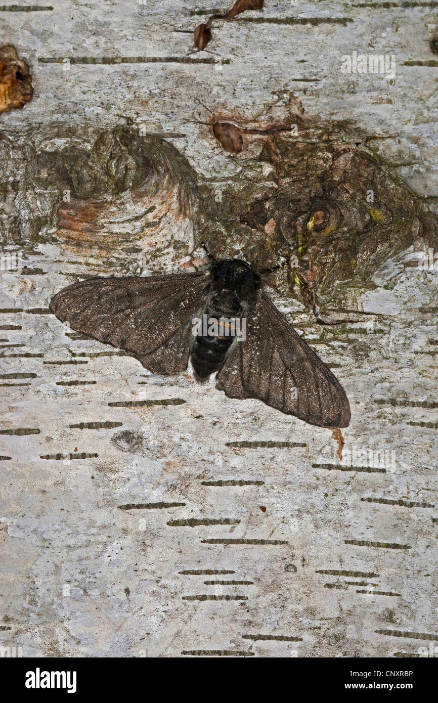 Birkenspanner (Biston Betularia F. Carbonaria, Biston Betularius), dunkle Gestalt, schwarz-bodied, Deutschland Stockfoto