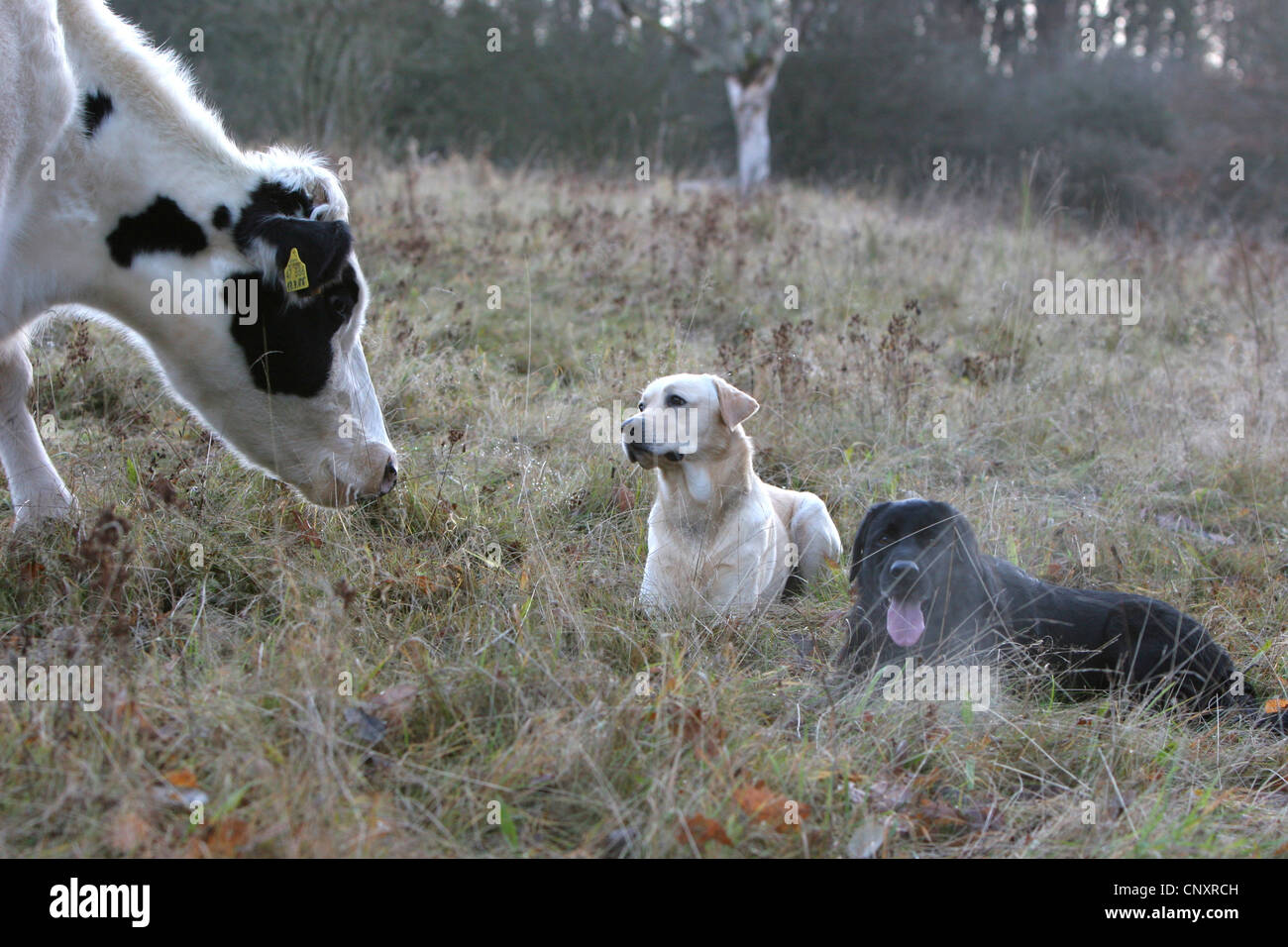 Labrador Retriever (Canis Lupus F. Familiaris), zwei Hunde liegen auf Wiese, beobachtet von einer Kuh Stockfoto