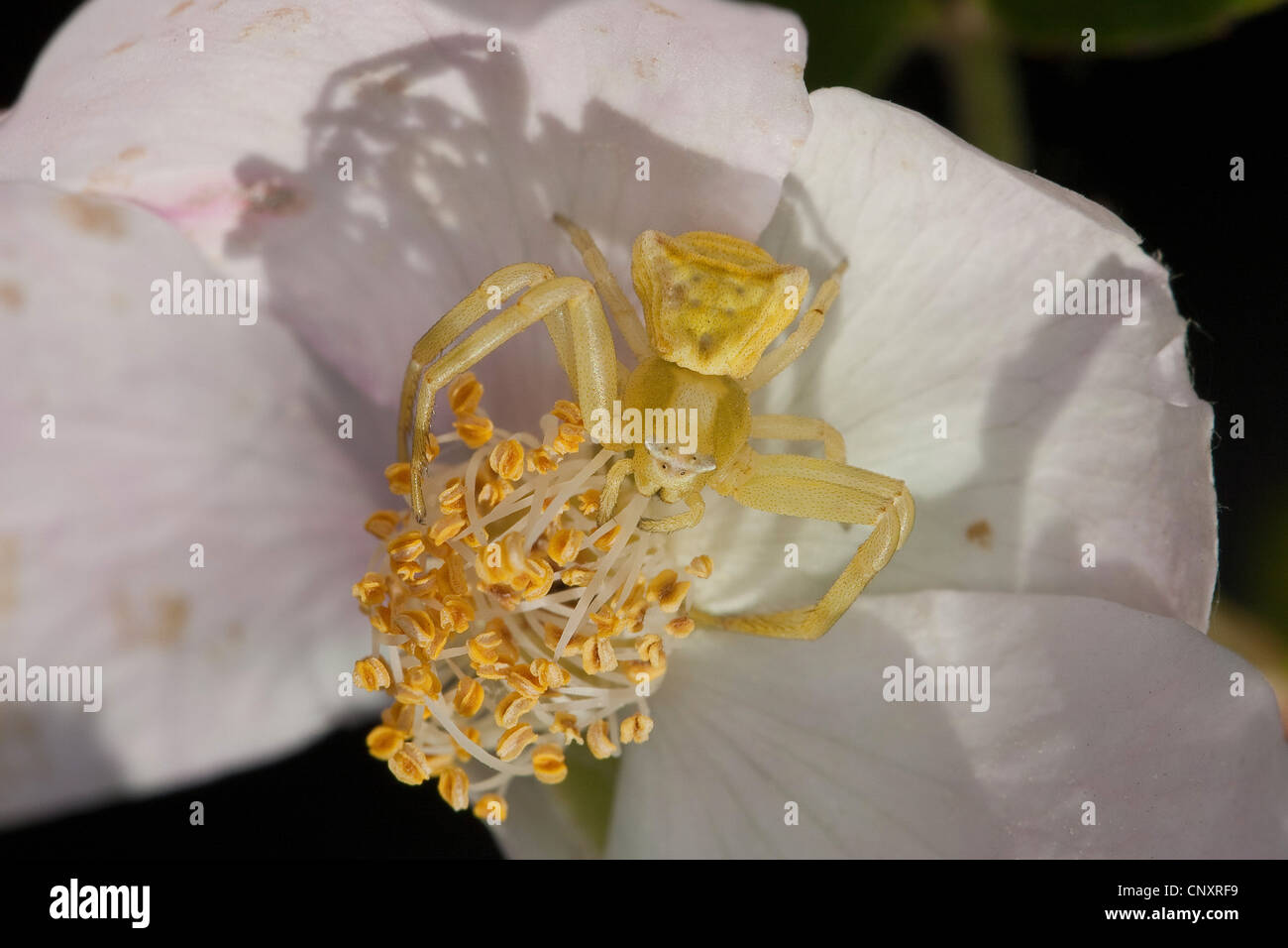 Krabbenspinne (Thomisus Onustus), weibliche Beute in Tarnung Färbung auf eine Blüte warten Stockfoto