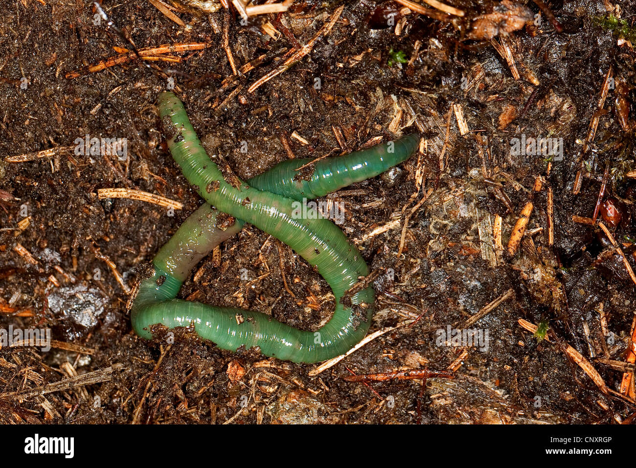Grüne Regenwurm (Allolobophora Smaragdina) auf Nadelwald Boden, Deutschland Stockfoto