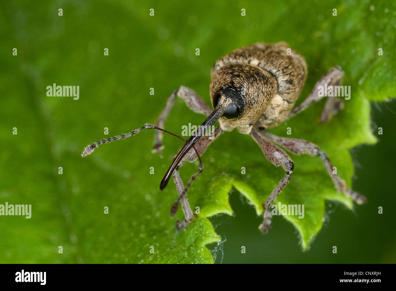 Nuss-Rüsselkäfer (Curculio Nucum), sitzt auf einem Blatt Stockfoto