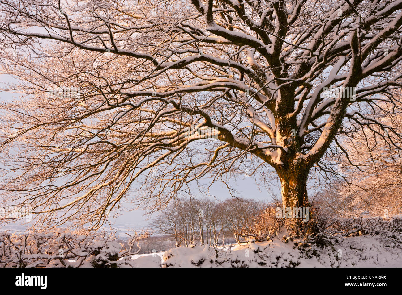 Schneebedeckte Baum auf Exmoor, Somerset, England. Winter (Januar) 2012. Stockfoto