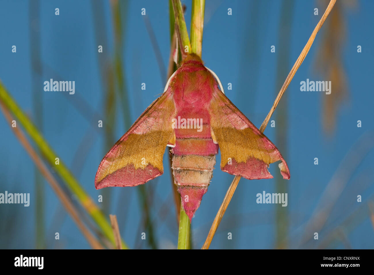 kleiner Elefant Hawkmoth (Deilephila Porcellus, Pergesa Porcellus), sitzt auf einem Grassblade, Deutschland Stockfoto