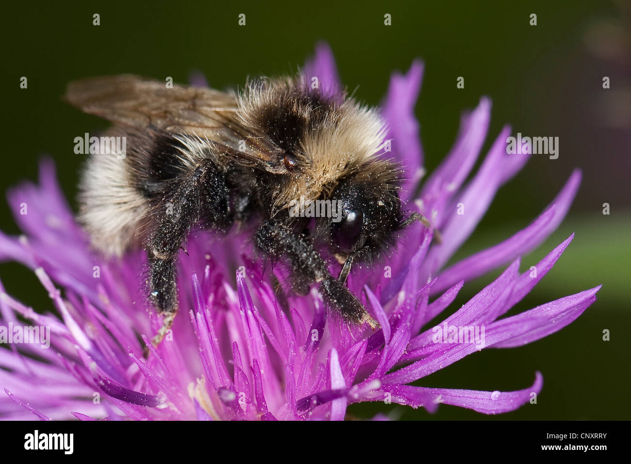 Kuckuck Biene (Psithyrus spec.), auf einer Blume, Deutschland Stockfoto